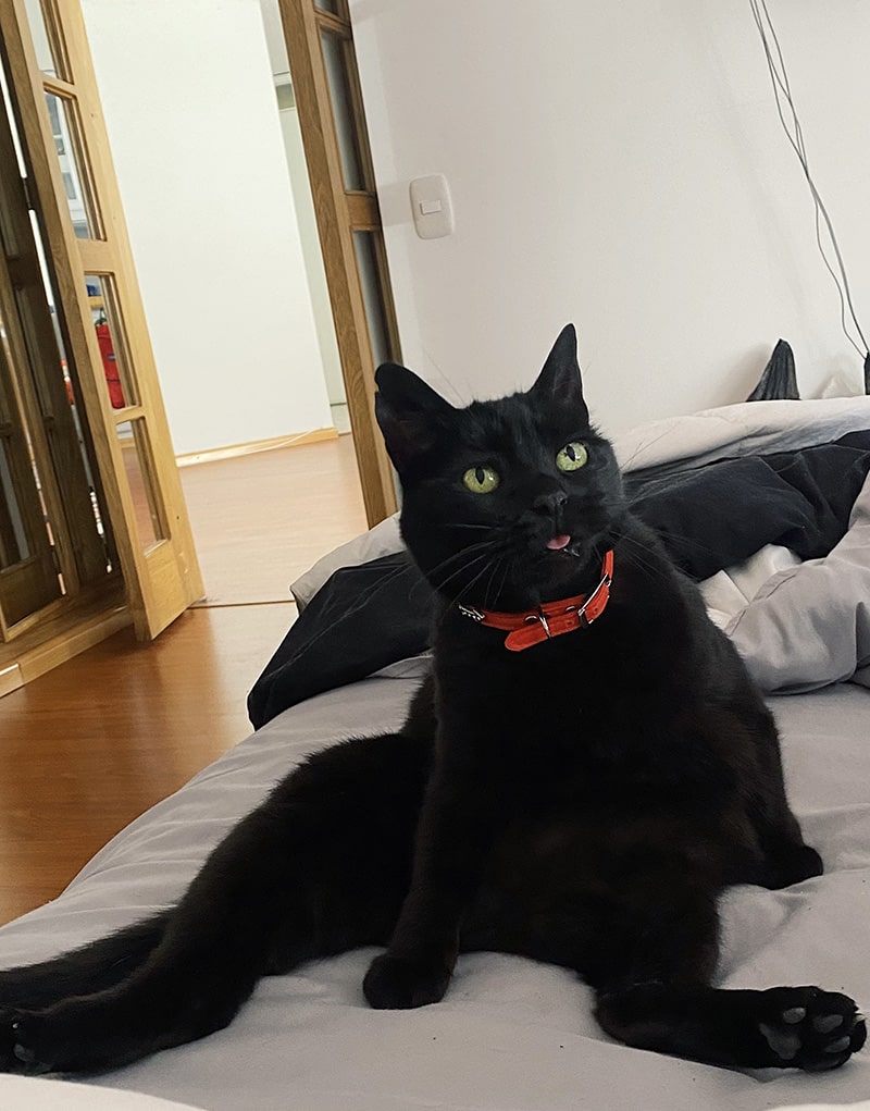gato-Negra Alicia